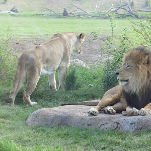 Lions
