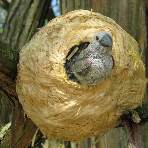 Weaver Nest