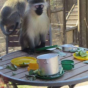 Sitting down for dinner