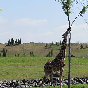 Giraffe on the Savannah
