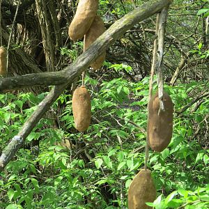 Sausage Trees