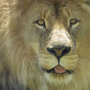 Little Bub look a like