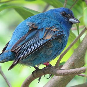 Indigo Bunting