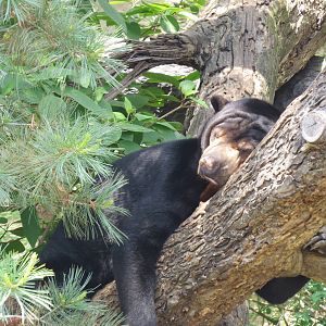 Sun Bear Lounging