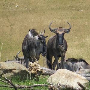 Wildebeest