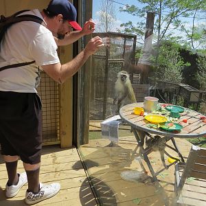 Vervets have invaded my base camp