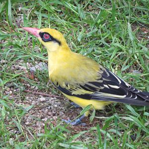 African Golden Oriole