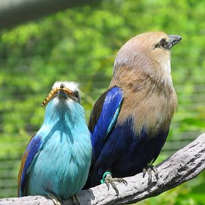 Rollers (Racquet Tailed and Blue bellied)