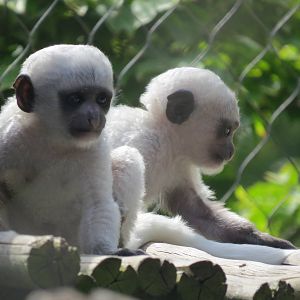 Baby Colobus Monkeys