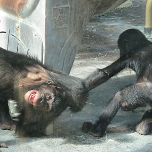 Come on ! Play Nice !