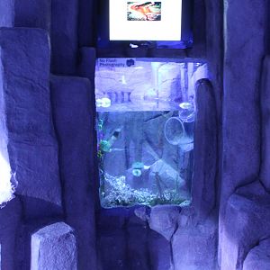 Pacific Giant Octopus Exhibit