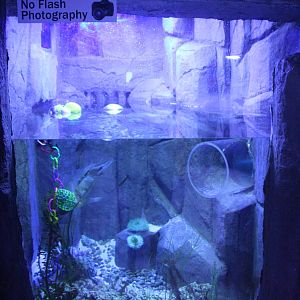 Pacific Giant Octopus Exhibit