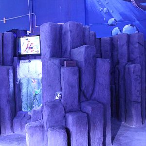 Pacific Giant Octopus Exhibit