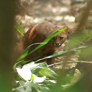 Jaguarundi