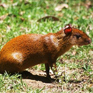 Central American Agouti at Monteverde Lodge, 19/04/14