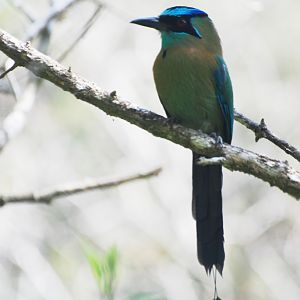 Blue-diademed Motmot at Monteverde Lodge, 19/04/14