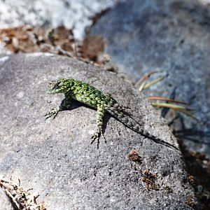 Green Spiny Lizard at Monteverde Lodge, 19/04/14