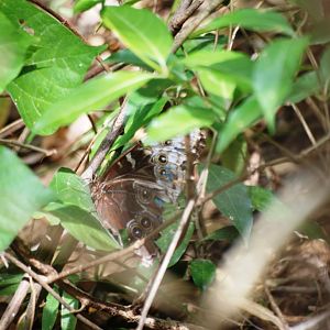 Blue Morpho at Monteverde Lodge, 19/04/14