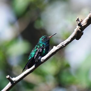 Canivet's Emerald at Monteverde Lodge, 19/04/14