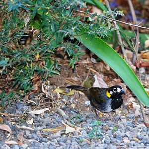 White-eared Ground Sparrow at Monteverde Lodge, 19/04/14