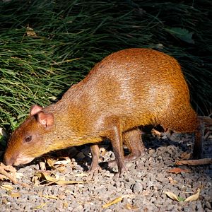 Central American Agouti at Monteverde Lodge, 19/04/14