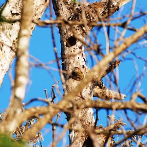 Golden-Olive Woodpecker at Monteverde Lodge, 19/04/14