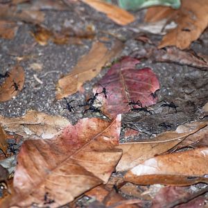 Army Ants, Reserve adjoining Monteverde Lodge, 19/04/14