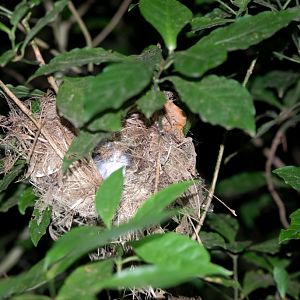 Wren Nest, Reserve adjoining Monteverde Lodge, 19/04/14