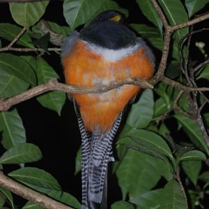 Roosting Orange-bellied Trogon, Reserve adjoining Monteverde Lodge, 19/04/1