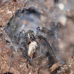 Funnel-web Spider, Reserve adjoining Monteverde Lodge, 19/04/14