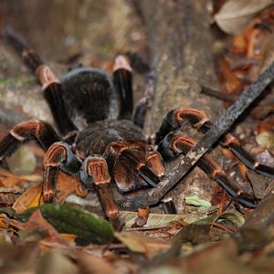 Tarantula/Birdeater, Reserve adjoining Monteverde Lodge, 19/04/14