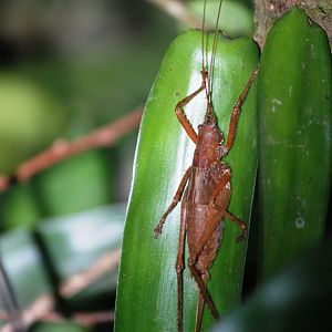Cricket, Reserve adjoining Monteverde Lodge, 19/04/14