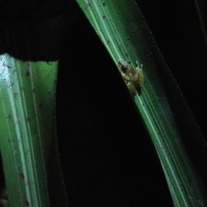 Pygmy Robber Frog, Reserve adjoining Monteverde Lodge, 19/04/14