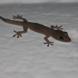 Gecko ID