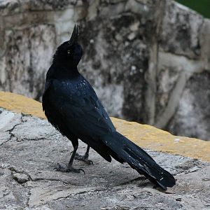 Grackle in typical position