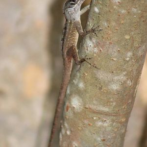 Anolis ID