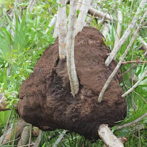 Termite nest