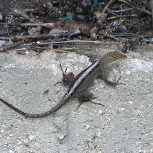Anolis ID