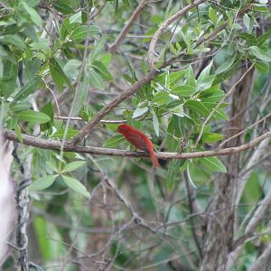 Summer tanager