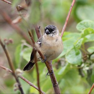 White-collared seedeater