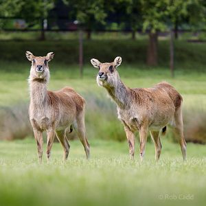 Nile lechwe : Whipsnade : 24 May 2014