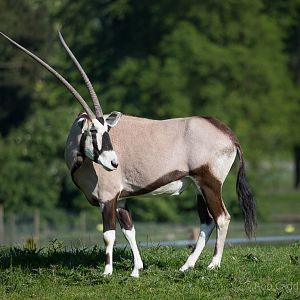 Gemsbok : Whipsnade : 18 May 2014