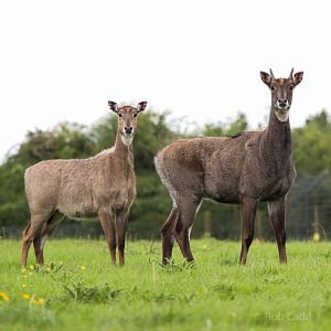 Nilgai : Whipsnade : 24 May 2014