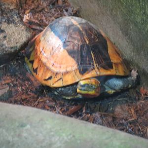 Vietnamese Box Turtle
