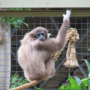 White-handed Gibbon