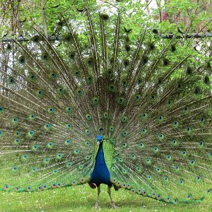 Peacock