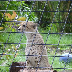 Cheetah's outside