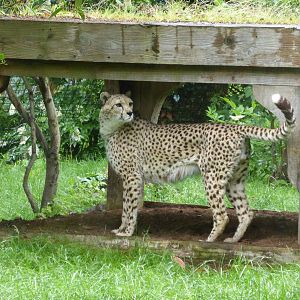 Cheetah's outside