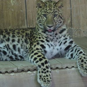 Amur Leopard Cub