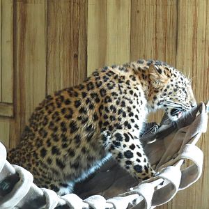 Amur Leopard Cub
